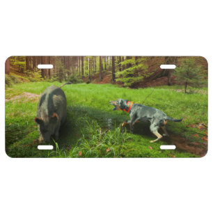 Catahoula Leopard Dog Baying Feral Hog in Forest License Plate