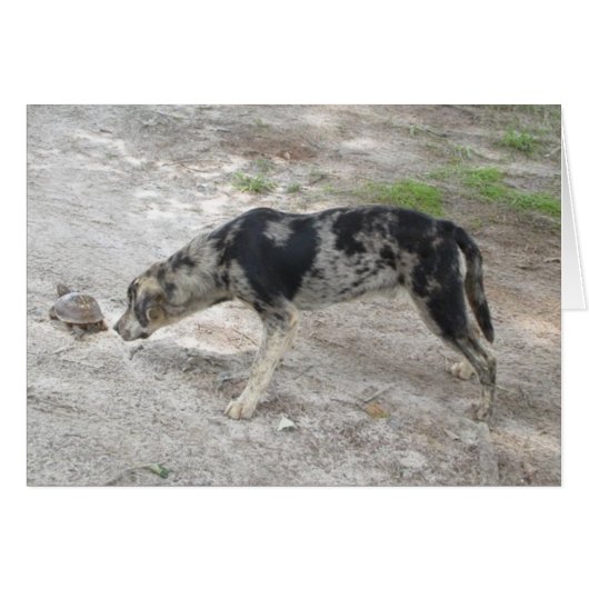 Catahoula leopard Dog Cards (Front Horizontal)