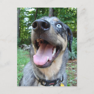 Catahoula Leopard Dog Face Postcard