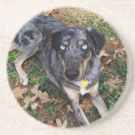 Catahoula