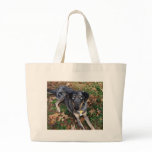 Catahoula