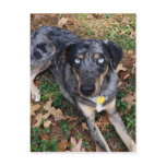 Catahoula