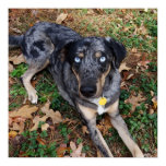 Catahoula