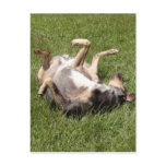 Catahoula