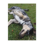 Catahoula