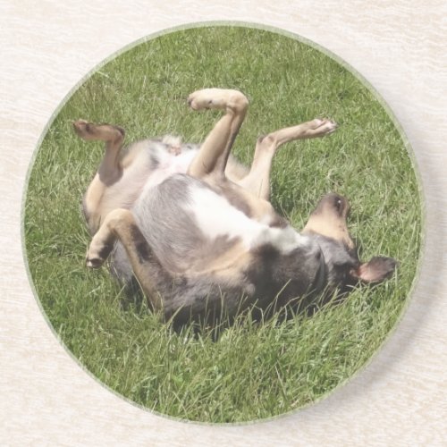 Catahoula Leopard Dog Rolling in Grass Sandstone Coaster