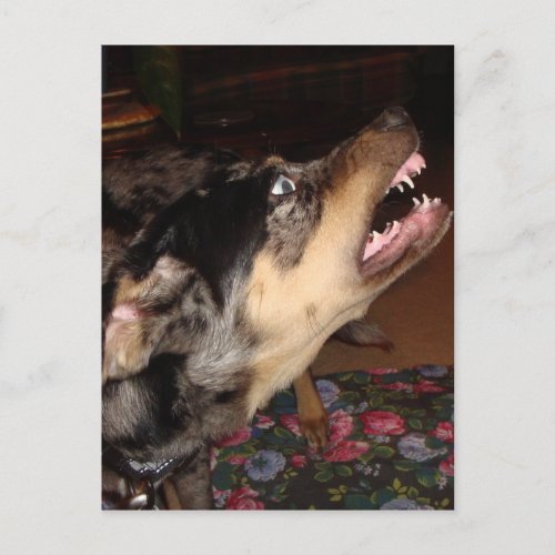 Catahoula Leopard Dog Showing Teeth Postcard