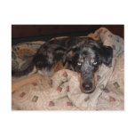 Catahoula