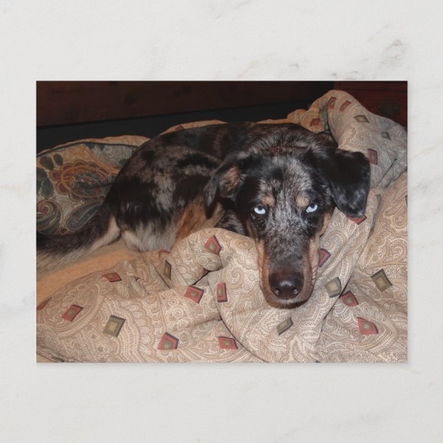 Catahoula Leopard Dog Snoozing Postcard (Front)
