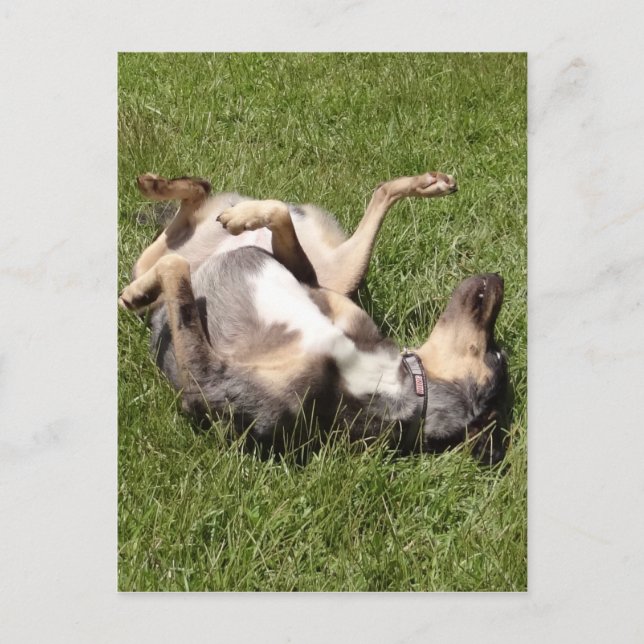 Catahoula Leopard Hog Dog Rolling in Grass Postcard (Front)