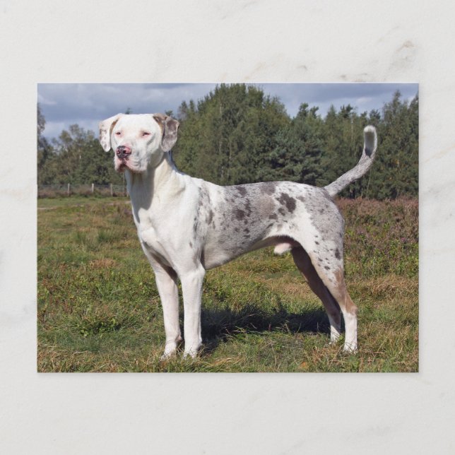 catahoula louisiana leopard dog postcard (Front)