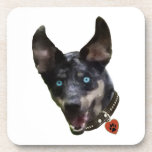 Catahoula