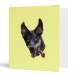 Catahoula