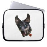 Catahoula