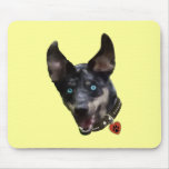 Catahoula
