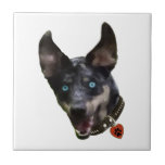 Catahoula