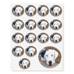 Catahoule Cur Puppy Face Temporary Tattoos