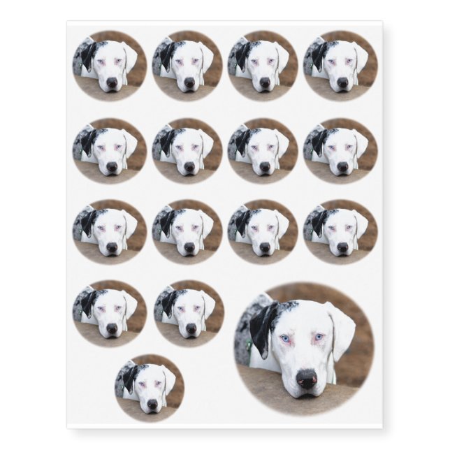 Catahoule Cur Puppy Face Temporary Tattoos (Front)