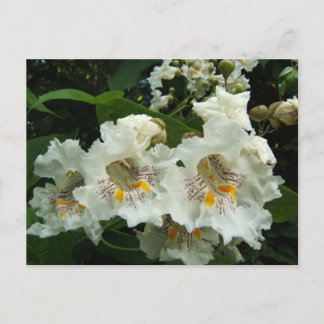 Catalpa blooms ~ postcard