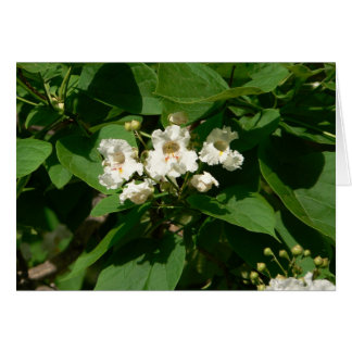 Catalpa Blossom Cards
