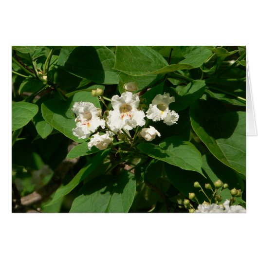 Catalpa Blossom Cards (Front Horizontal)