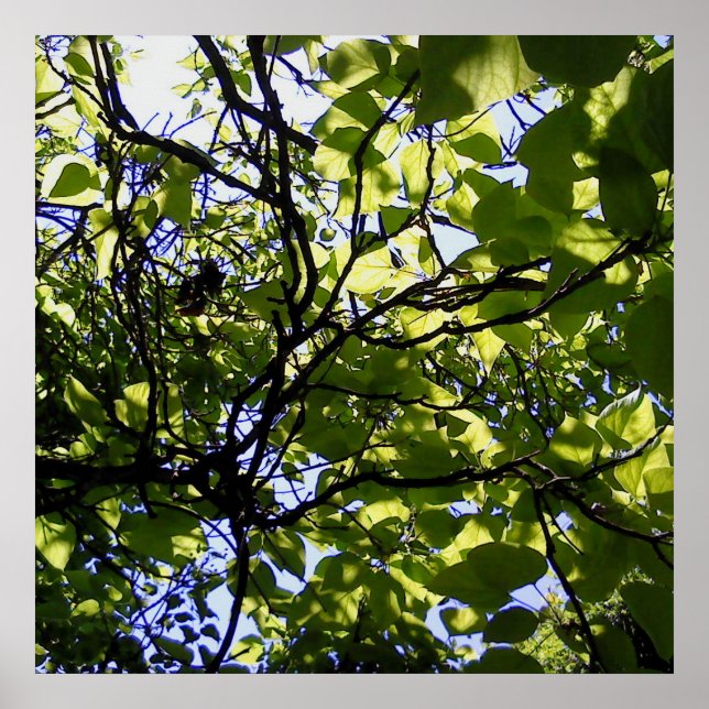 Catalpa tree canopy photo poster (Front)