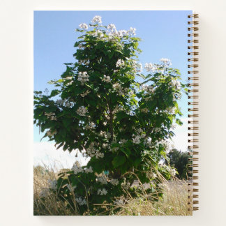 Catalpa Tree in Bloom Notebook