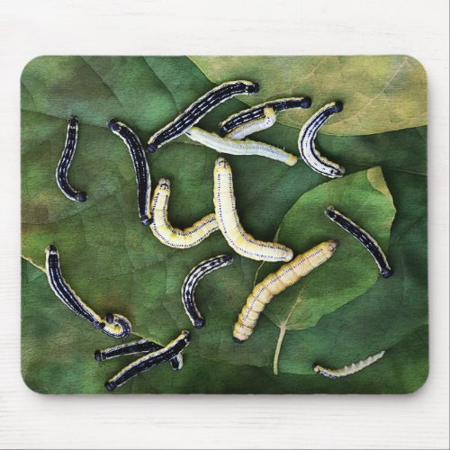 Catalpa Worms Catfish Bait Photographic Art Mouse Pad