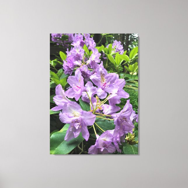 Catawbiense Boursault Rhododendrons, Oregon Canvas Print (Front)