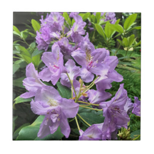 Catawbiense Boursault Rhododendrons, Oregon Ceramic Tile