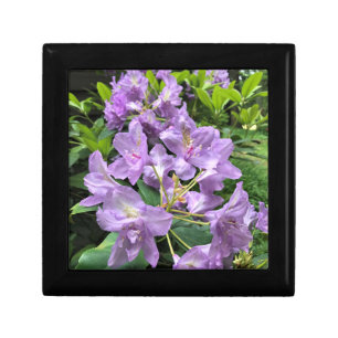 Catawbiense Boursault Rhododendrons, Oregon Gift Box