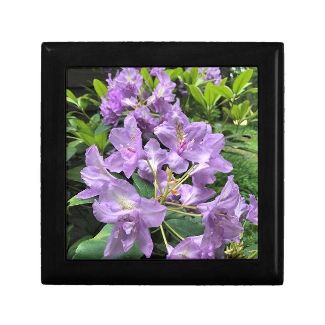 Catawbiense Boursault Rhododendrons, Oregon Gift Box (Front)
