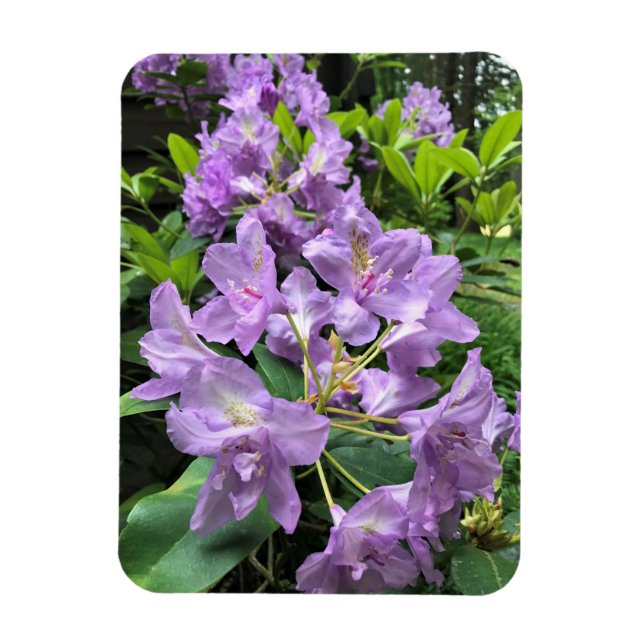 Catawbiense Boursault Rhododendrons, Oregon Magnet (Vertical)