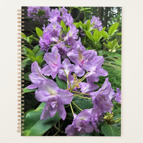 Catawbiense Boursault Rhododendrons Oregon Planner
