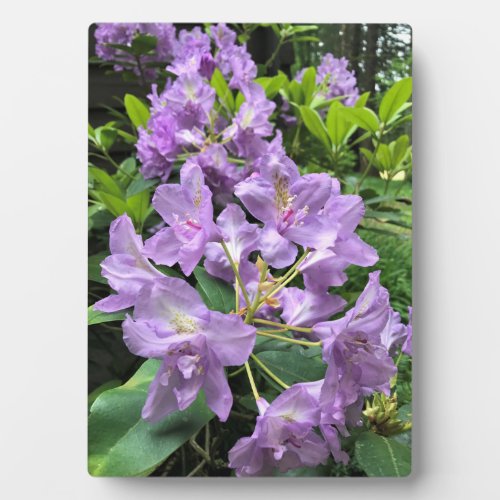 Catawbiense Boursault Rhododendrons Oregon Plaque