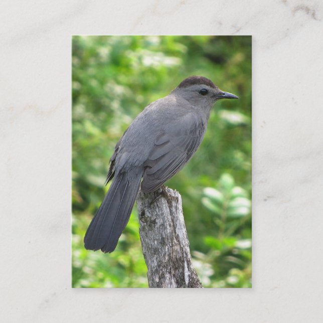 Catbird ATC Business Card (Front)