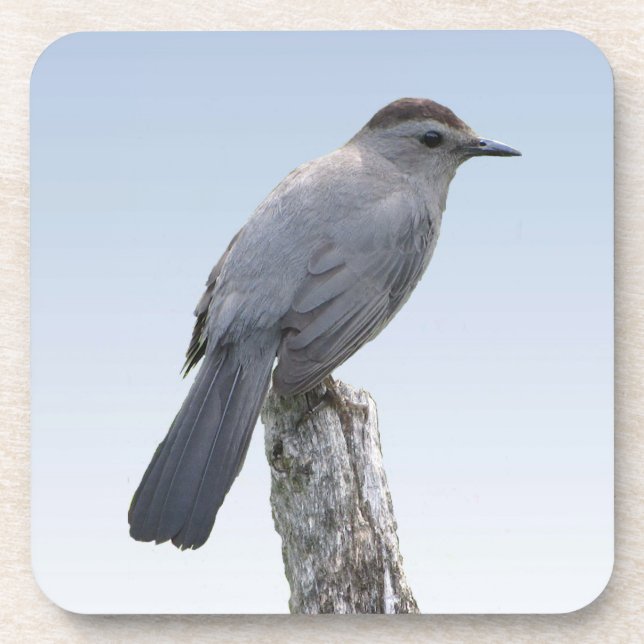 Catbird Beverage Coaster (Front)