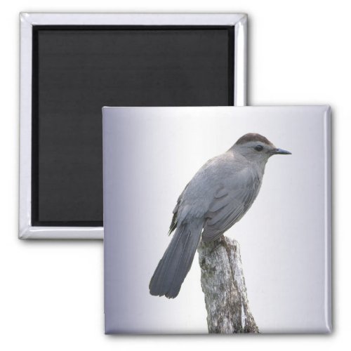 Catbird Magnet