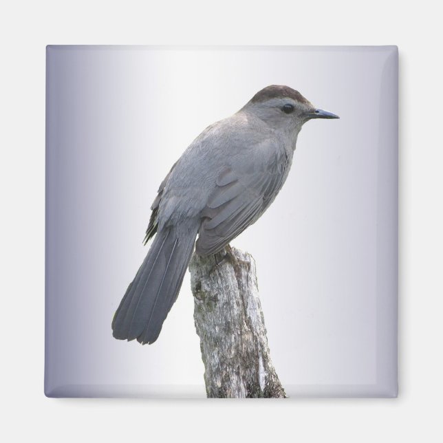 Catbird Magnet (Front)