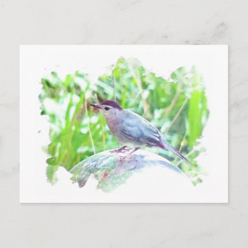 Catbird on a gazing ball postcard