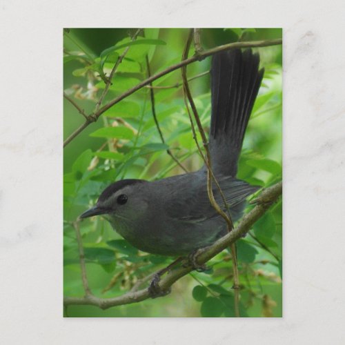 Catbird Postcard