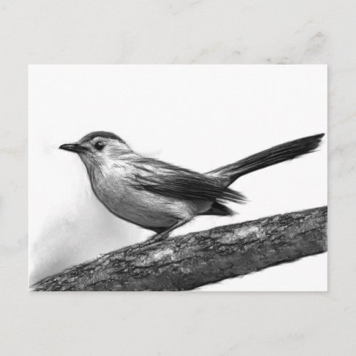 Catbird Postcard