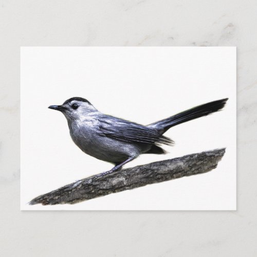 Catbird Postcard