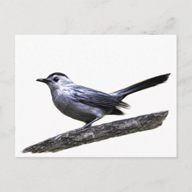 Catbird Postcard (Front)