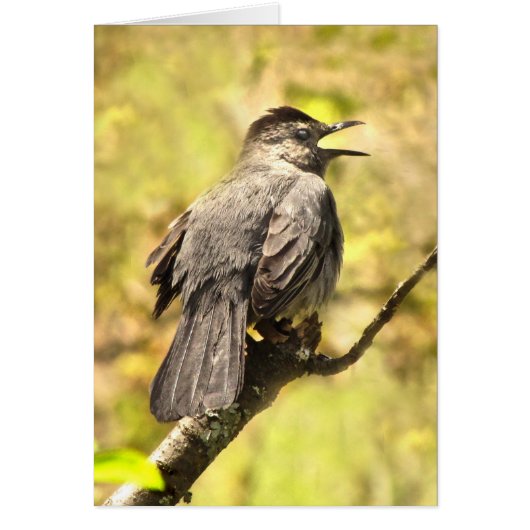 Catbird Singing His Song Blank Card (Front)