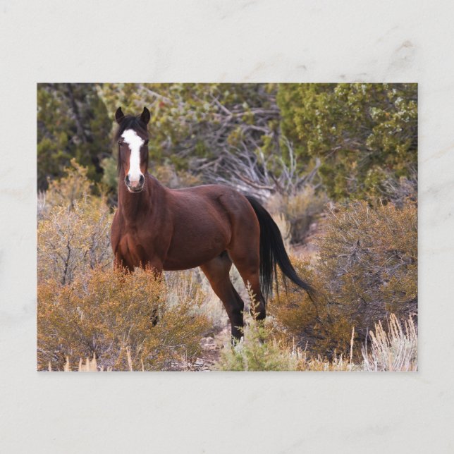 Catch Me If You Can Postcard (Front)