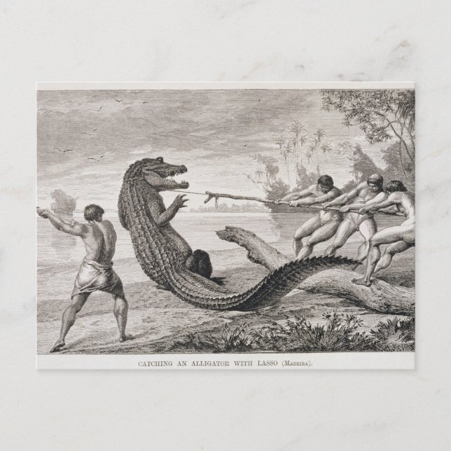 Catching an alligator with lasso postcard (Front)