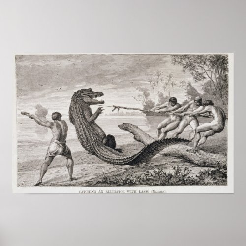 Catching an alligator with lasso poster