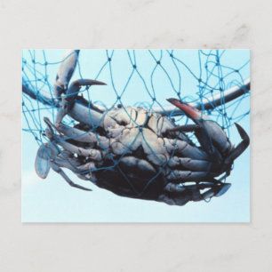 Catching Blue Crab Postcard