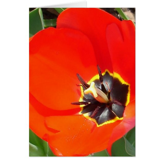 Catching rays (Front)